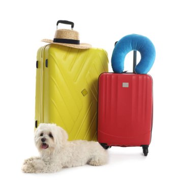 Evcil hayvan oteli. Beyaz arka planda kişisel eşyaları olan şirin Maltese köpeği ve bavullar.