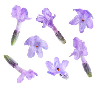 Lavanta çiçeği çiçekleri beyaz renkte izole edilmiş.