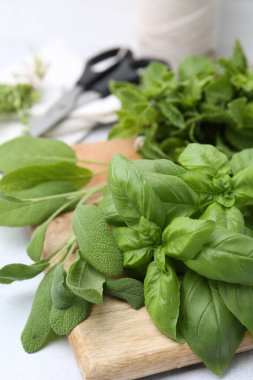 Farklı yeşil otlar ve makaslar Işık masasında, yakın plan