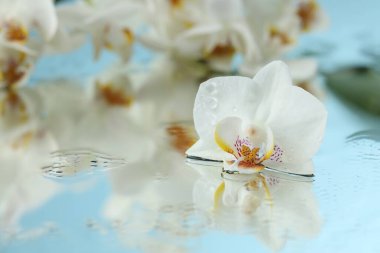 Güzel orkide çiçekleri ve su damlaları ayna yüzeyine, yakın çekim
