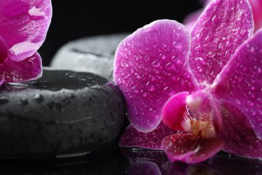 Su damlalı güzel orkide çiçekleri ve karanlık ayna yüzeyinde kaplıca taşları, makro manzara.