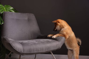 Şirin Shiba Inu yavrusu, evdeki koltuğun yanında.
