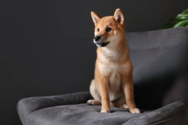 Şirin Shiba Inu köpek yavrusu evde koltukta, mesaj için yer var.