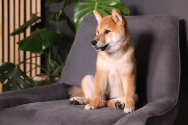 Şirin Shiba Inu köpek yavrusu evde koltukta, mesaj için yer var.