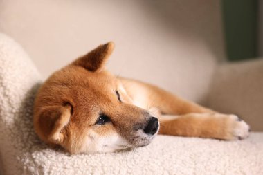 Şirin Shiba Inu evdeki koltukta oturuyor.