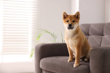 Şirin Shiba Inu köpek yavrusu evde koltukta, mesaj için yer var.