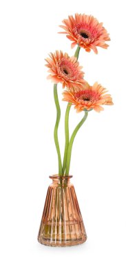 Beyaz vazodaki güzel Gerbera çiçekleri.