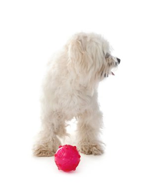 Beyaz arka planda oyuncağı olan sevimli Maltese köpeği.