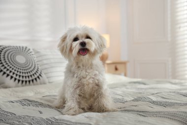 Evdeki yatakta tatlı beyaz Maltese köpeği, mesaj için yer var.