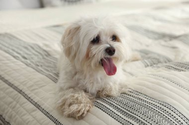 Evdeki yatakta tatlı beyaz Maltese köpeği