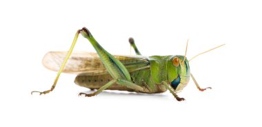 Beyaz arka planda bir çekirge. Vahşi böcek.