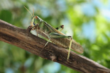Açık havada bir çekirge, yakın plan. Vahşi böcek.