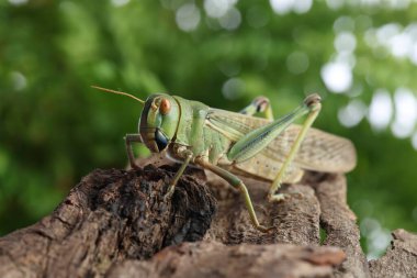 Açık havada bir çekirge var, yakın plan. Vahşi böcek.