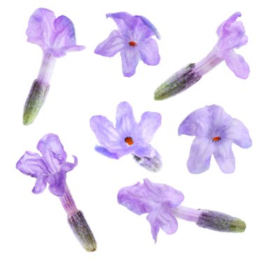 Lavanta çiçeği çiçekleri beyaz renkte izole edilmiş.