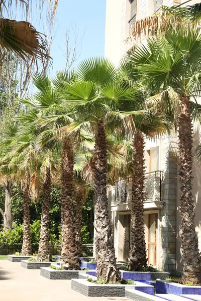 Güneşli bir günde yerleşim yerinin yakınındaki güzel yeşil palmiye ağaçları