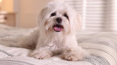 Evde yatağında oyuncak olan sevimli bir Maltese köpeği.