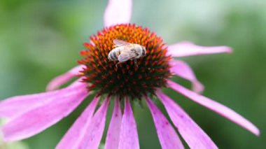 Pembe ekinezyadaki arı çiçeği, yakın plan.