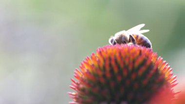 Pembe ekinezyadaki arı çiçeği, yakın plan.