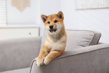 Şirin Shiba Inu köpeği kanepede poz veriyor.