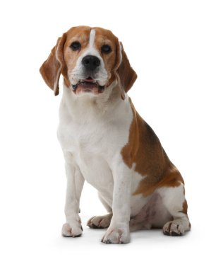 Beyaz arka planda sevimli bir Beagle köpeği. Sevimli hayvan.