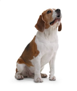 Beyaz arka planda sevimli bir Beagle köpeği. Sevimli hayvan.