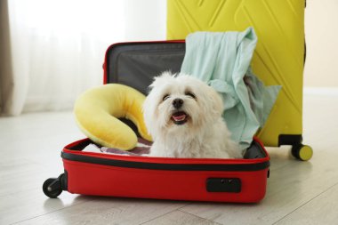 Evcil hayvan oteli. Bavulda şirin bir Maltese köpeği ve yerde kişisel eşyaları var.