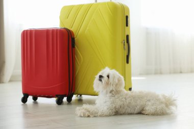 Evcil hayvan oteli. Şirin Maltese köpeği ve bavulları yerde.