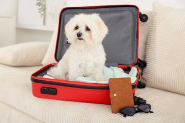 Evcil hayvan oteli. Kanepede kişisel eşyalarıyla birlikte bavuldaki şirin Maltese köpeği.