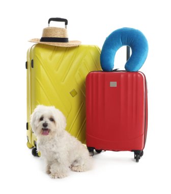 Evcil hayvan oteli. Beyaz arka planda kişisel eşyaları olan şirin Maltese köpeği ve bavullar.