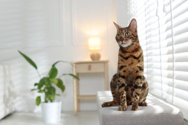 Evdeki pencerenin yanındaki bankta sevimli Bengal kedisi, mesaj için yer var. Sevimli hayvan.