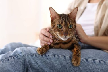 Evde sevimli Bengal kedisi olan bir kadın, yakın plan. Sevimli hayvan.