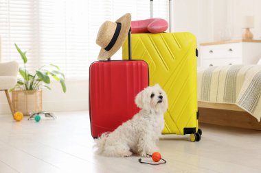 Evcil hayvan oteli. Şirin Maltese köpeği ve bavulları yerde.