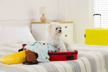 Evcil hayvan oteli. Bavulda sevimli bir Maltese köpeği ve yatağında kişisel eşyaları var.