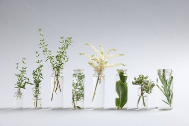 Açık gri arkaplan üzerinde farklı bitkiler bulunan temel yağlar