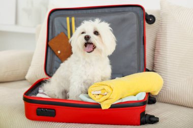 Evcil hayvan oteli. Kanepede kişisel eşyalarıyla birlikte bavuldaki şirin Maltese köpeği.