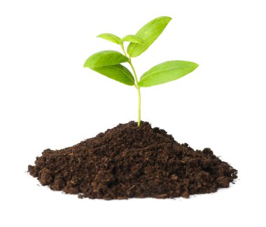 Genç bitki, beyazın üzerinde izole edilmiş toprak yığınının içinde büyüyor.