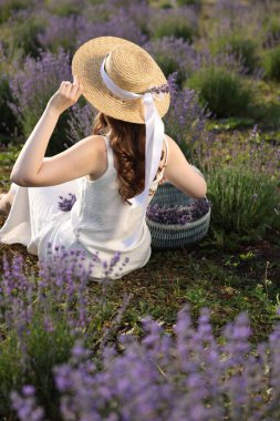 Hasır sepeti olan güzel lavanta çiçekleri tarlada, arka manzarada oturan kadın.