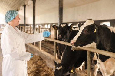 Süt çiftliğindeki ahırın içinde şirin inekleri olan veteriner.