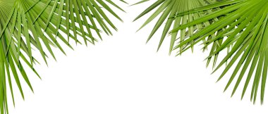 Beyaz arka planda parlak yeşil palmiye yaprakları. Tropik bitki