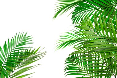 Beyaz arka planda parlak yeşil palmiye yaprakları. Tropik bitki