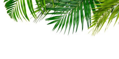 Beyaz arka planda parlak yeşil palmiye yaprakları. Tropik bitki