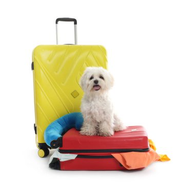 Evcil hayvan oteli. Beyaz arka planda kişisel eşyaları olan şirin Maltese köpeği ve bavullar.