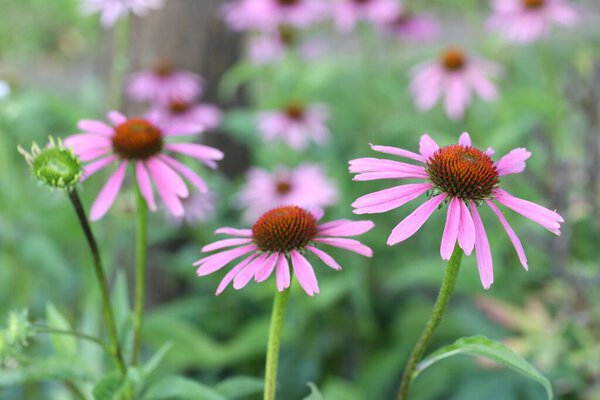 Цветки розовой инактивии, растущие на открытом воздухе, быстро растут