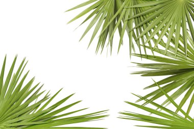Beyaz arka planda parlak yeşil palmiye yaprakları. Tropik bitki
