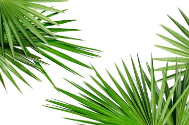 Beyaz arka planda parlak yeşil palmiye yaprakları. Tropik bitki