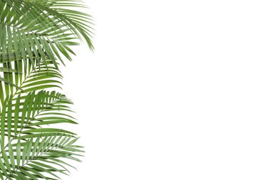 Beyaz arka planda parlak yeşil palmiye yaprakları. Tropik bitki