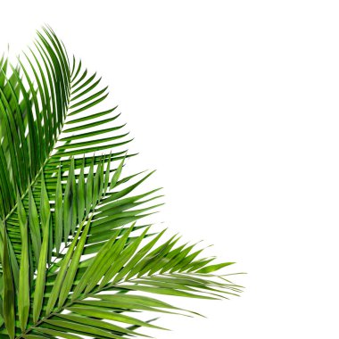 Beyaz arka planda parlak yeşil palmiye yaprakları. Tropik bitki