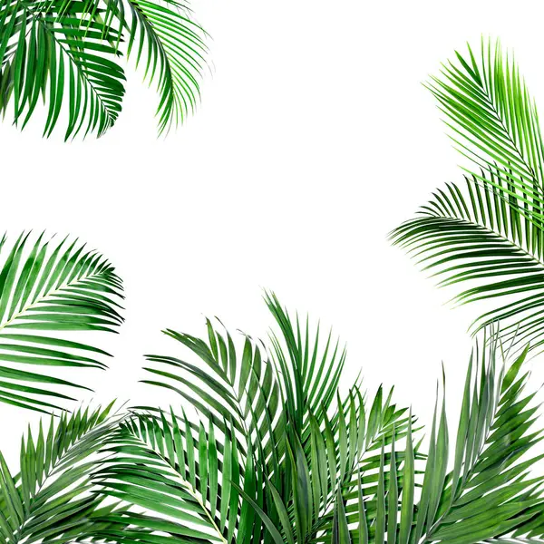 Beyaz arka planda parlak yeşil palmiye yaprakları. Tropik bitki