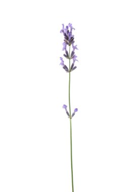 Güzel kokulu lavanta çiçeği beyazda izole edilmiş.