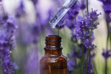 Lavanta yağı şişenin içine dökülüyor, çiçek tarlasında, yakın plan